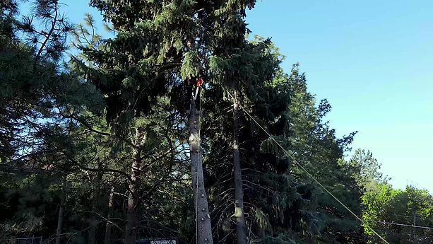 Dangerous Pine, short video